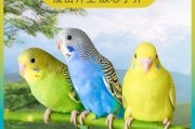 养鸟宝典（一起来探索如何打造一个适合鸟类生活的家园吧！）