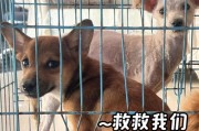 小狗细小的治疗方法与护理指南