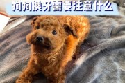 换牙时的宠物注意事项（狗狗的换牙期如何照顾？）