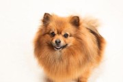 博美犬八项技能训练指南（如何有效地训练你的博美犬？）