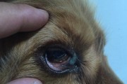 揭秘狗麦粒肿的症状与治疗方法（了解狗麦粒肿的形态特征及预防措施）