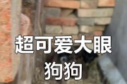 大眼睛狗的品种多样性（探索世界上最拥有大眼睛的狗种类及其特点）