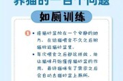 猫咪训练的技巧与方法（培养猫咪良好的行为习惯，让生活更和谐）