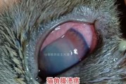 猫眼有异物怎么办？解决办法大揭秘（保护猫眼健康，教你正确处理猫眼异物）
