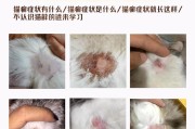 如何有效治疗猫咪的猫癣？（宠物也需要健康，从猫癣开始！）