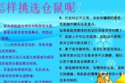 老公公仓鼠的完美饲养指南（如何让你的老公公仓鼠健康快乐？）