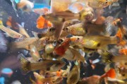 以刚出生的孔雀鱼喂什么？（选择适合刚出生孔雀鱼的饲料，关键在于健康成长。）