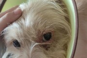 狗眼睛红肿的原因以及处理方法（探究狗眼睛红肿的主要原因和有效处理方法）
