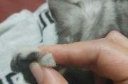 为什么要给猫咪剪指甲？（宠物猫的爪子保健需求与指甲修剪技巧）