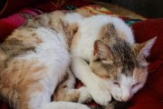 老猫为何咬小猫？（探究猫咪社交行为中的攻击现象）