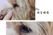 小狗眼屎是什么病？（了解小狗眼屎病因及治疗方法）