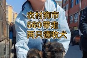 以德牧剃毛多久能长好？（探索以德牧剃毛恢复周期和护理技巧）