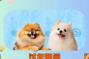 宠物狗能吃什么？（探索狗狗食谱的奥秘）