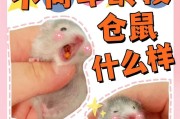 小仓鼠饲养指南（了解仓鼠的基本需求，助你成为贴心饲主）