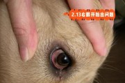狗狗长眼屎是什么病？（了解狗狗眼屎，关心它的健康。）