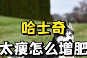 喂养哈士奇的水注意事项（保持哈士奇的水分摄入和健康饮水习惯）