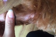 泰迪狗掉毛的原因及解决方法（探究泰迪狗掉毛的真相，为您提供有效的解决方案）