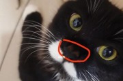 探寻以耳朵鼻子黑色的猫的奥秘（黑色猫咪为何以耳朵和鼻子成为亮点？）