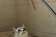 小猫半夜叫声原因解析（揭秘小猫半夜叫声背后的真相）