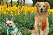 金毛犬的饮食需求及合理搭配（为你的金毛犬提供健康均衡的饮食）