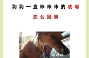 泰迪咳嗽的原因及预防方法（探讨泰迪咳嗽的病因和有效预防措施）