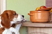 40天的比格犬饮食需求与营养均衡（探索适合40天比格犬的饮食方案）