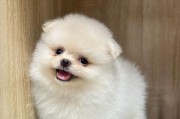 小博美（了解小博美，这个活泼可爱的狗狗）