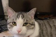 大胡子猫——迷人的异国风情（探寻大胡子猫的历史、特征与饲养技巧）