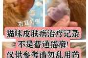 猫藓的治疗费用及相关信息（了解猫藓的病因和治疗方法，预防和治疗猫藓的关键）