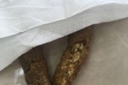小狗拉了一堆虫子（探索小狗背后的奥秘）