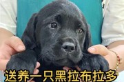 拉布拉多犬的价格及饲养注意事项（了解拉布拉多犬的价格和如何正确饲养你的宠物）