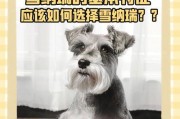 如何检查雪纳瑞反射情况（宠物犬的健康指南）