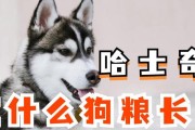 哈士奇疾病治疗（了解哈士奇常用抗生素及其应用场景）