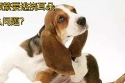 幼狗为什么喜欢抓地板？（探索幼狗行为的原因和解决方法）