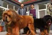 藏獒下崽的症状及处理方法（了解藏獒下崽的常见症状，及时应对相关问题，做好繁殖管理）
