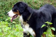 如何选择合适的伯恩山犬作为宠物（掌握这些要点，不再为选犬而烦恼）