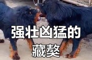 高原“流浪汉”藏獒（藏獒从牧民的忠实伙伴到高原上的流浪犬，背后有何原因？）