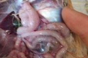 母狗尿道炎症的饮食护理（预防和缓解母狗尿道炎症的好方法）