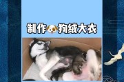 泰迪狗毛的多种用途与好处（揭秘泰迪狗毛的神奇魔力及应用领域）
