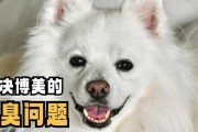 博美犬的饮食指南（了解博美犬的营养需求，为其提供合适的食物）