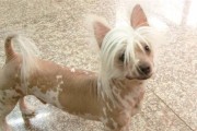 如何做好中国冠毛犬的养护（全面了解中国冠毛犬的生活习性和健康保健方式）
