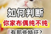 购买布偶猫前的4要知（了解布偶猫，选择最佳宠物伴侣）