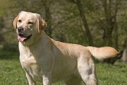 如何训练拉布拉多犬的智商？（掌握训练技巧，提升犬只智力水平）