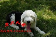 如何选择一只适合你的古代牧羊犬？（从性格到健康，这些要点不能忽略）