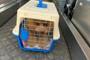 沈阳宠物托运手续全解析（了解沈阳宠物托运所需的具体手续和要求）