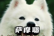 揭秘4岁萨摩犬拉大便的秘密（解读萨摩犬排便习惯与健康状态的关系）