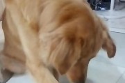 如何让金毛拒绝他人的食物（从训练、管理、注意点等方面教你如何保护金毛的健康）