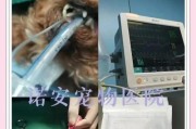 狗狗患有隐睾症怎么办？（了解隐睾症，提前预防）