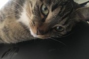 猫鼻子肉上的黑色物质究竟是什么？（探索猫鼻子肉黑色物质的成分和功能）