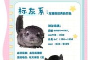 小龙猫的饮食习惯和养护要点（揭秘小龙猫的饮食周期及关键养护技巧）